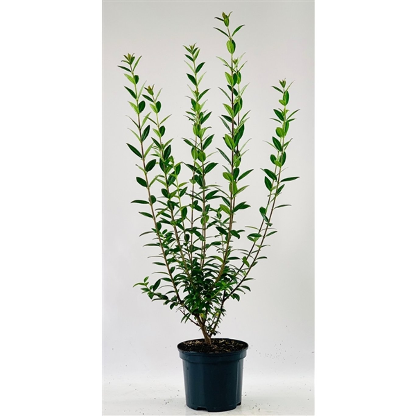Liguster – Ligustrum vulgare 'Atrovirens' - C3 60-100 CM